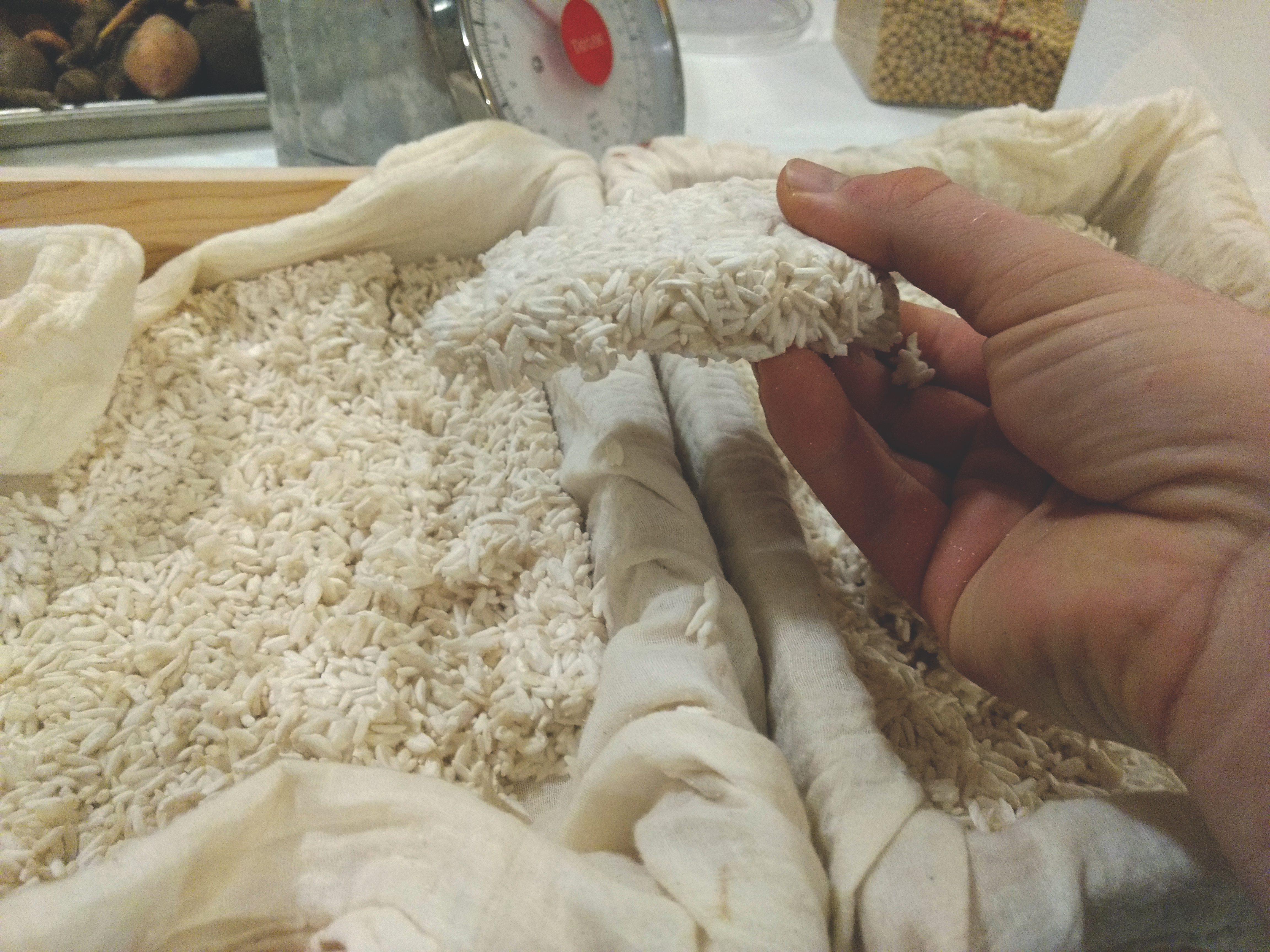 a picture of a matted hunk of freshly grown koji