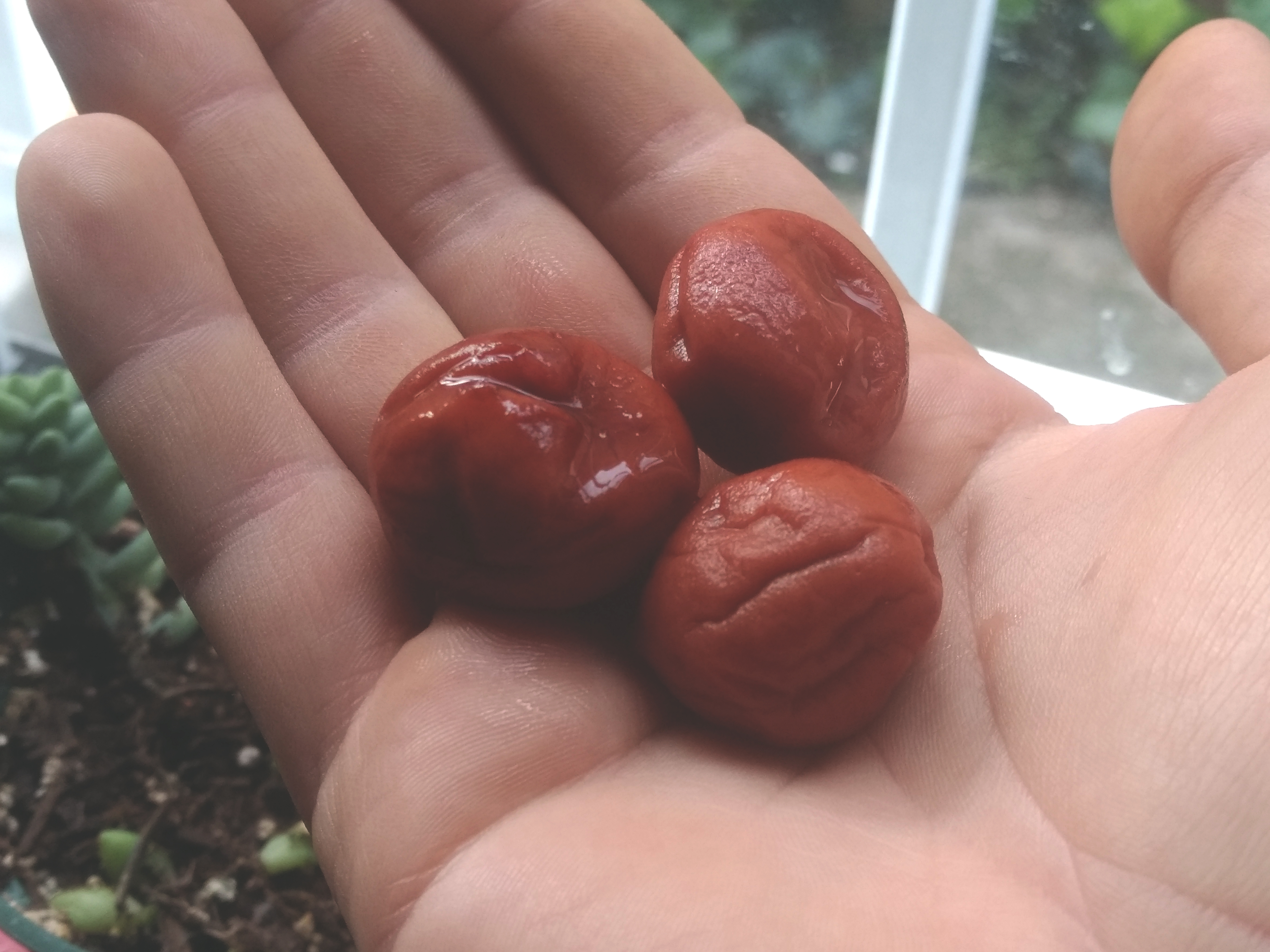 umeboshi/umeboshihand.jpg